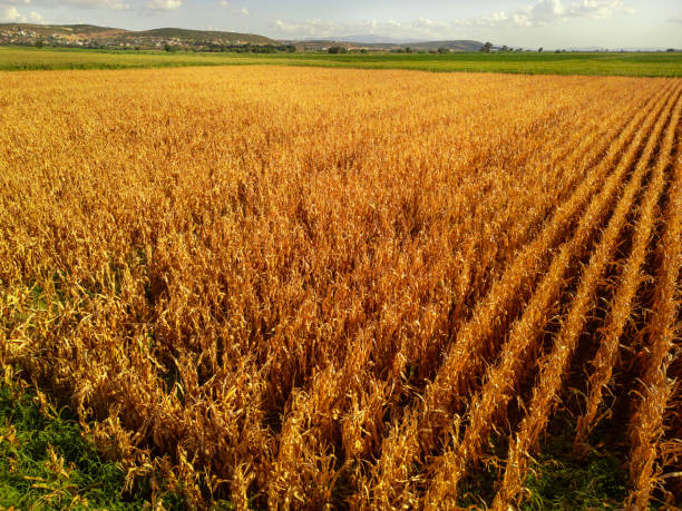 Wide top view of fields at harvest time with drone. yellowish colors, very ripe products