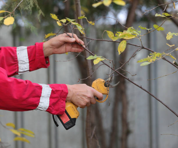 istock electric pruner in the hands of a worker 2183083509