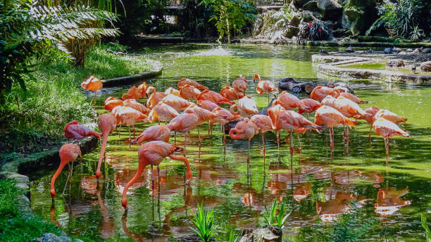 istock Flamingos in a Tropical Paradise 2183084364