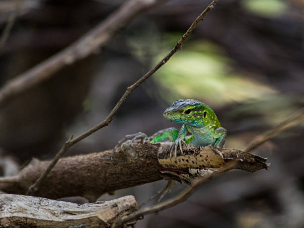 istock Rainbow lizard in camouflage in its natural habitat 2183085965