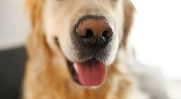 istock Golden retriever dog at home alone 2183087528
