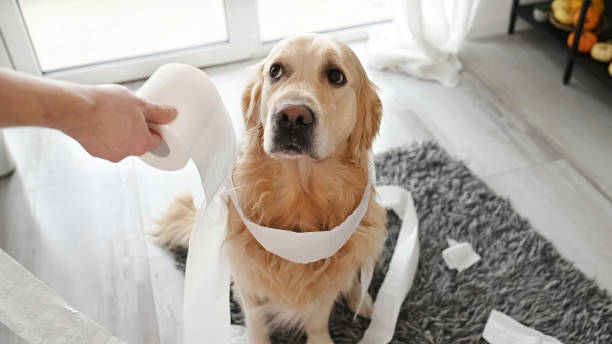 golden retriever dog playing with toilet paper - バツ ストックフォトと画像