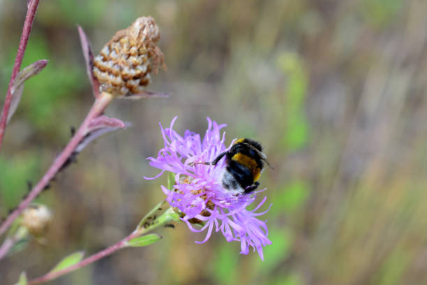 a bumblebee is on a purple flower copy space