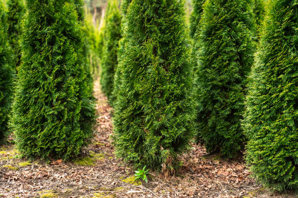 istock A plantation of young conifer trees 2183089080
