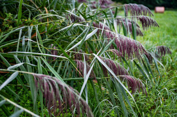 istock Flowering reed of Phragmites australis on wet soil. 2183090073