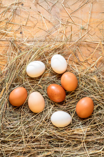 istock Fresh chicken eggs in the hay nest on a rustic wooden background 2183090192