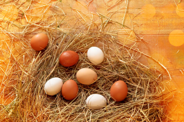 Latino farmer from Bogota Colombia between 60 and 64 years old, kneeling collecting eggs that the hens lay outside the henhouse while wearing his covid-19 mask