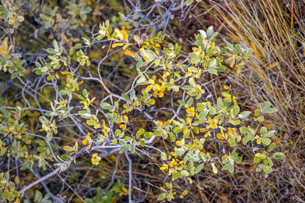 Detail of an arctic slow growing willow bush outside the Kangerlussauaq airport which original was a US Airbase build during second world war and was a important link to Europe and today are home for air connections between Greenland and the rest of the world