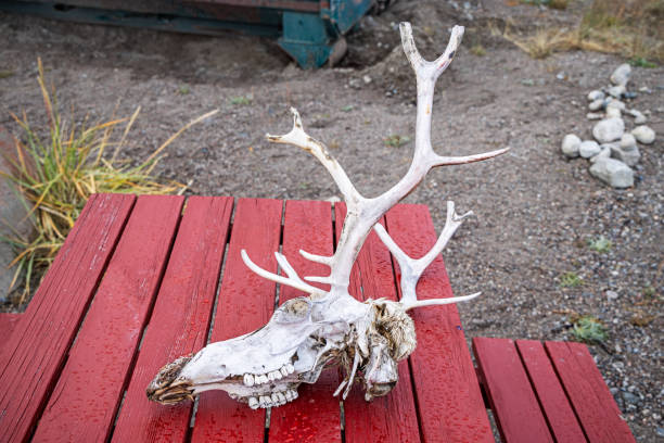 Skull of a reindeer with antlers kept as a trophy  seen outside the Kangerlussauaq airport which original was a US Airbase build during second world war and was a important link to Europe and today are home for air connections between Greenland and the rest of the world