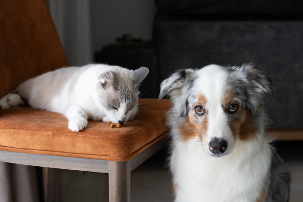 istock Australian Shepherd dog and cat living together 2183092959