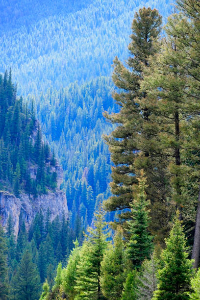 Healthy lush green pine trees forest in wilderness mountains forrest