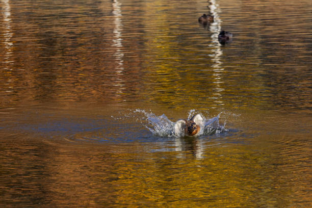 wild duck