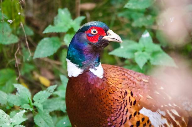 istock Make pheasant woodland game bird hidden under leaves 2183096307