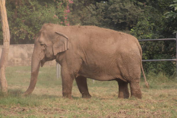 istock Elephant at Chandigarh Zoo wild animal India 2183098037