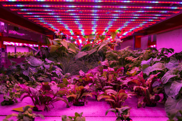 istock Racks for growing herbs and vegetables under special LED lights belts in aquaponics system combining fish aquaculture with hydroponics 2183100924