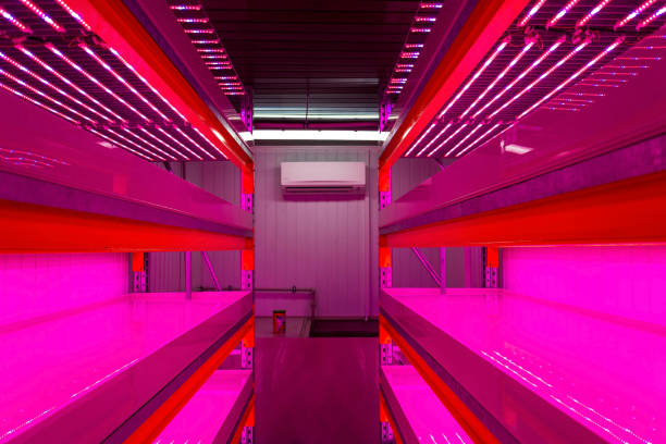 istock Racks for growing herbs and vegetables under special LED lights belts in aquaponics system combining fish aquaculture with hydroponics 2183100931