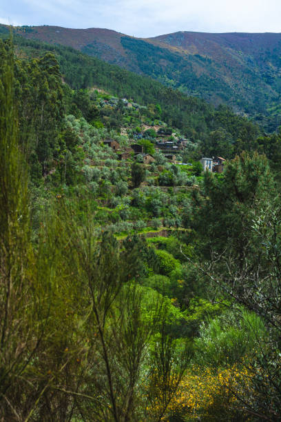istock A densely wooded hillside featuring various shades of green from diverse tree species, interspersed with ancient stone ruins blending into the natural landscape 2183101543