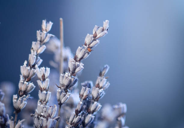 Dried lavender close up on blue background