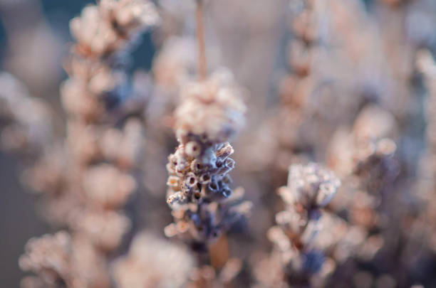 Dried lavender close up on purple background