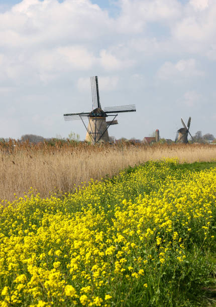 One of the 19 windmills at Kinderdijk in the Netherlands. Built about 1740, this is the largest concentration of windmills in the Netherlands, a UNESCO world heritage site.