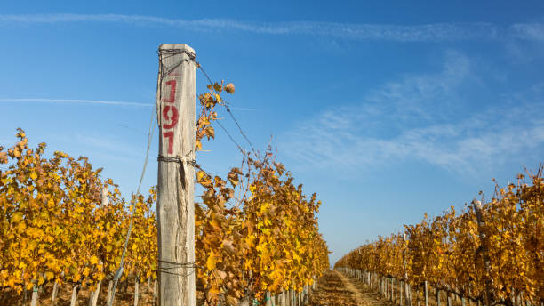 istock Vineyard with Autumn Colors 2183103081