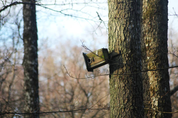 A drunken bird house slipping away