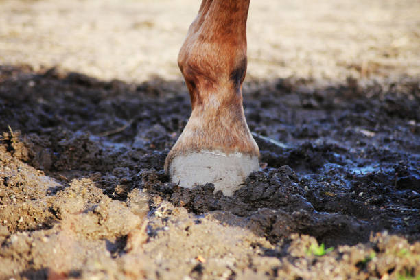 A horse hoof standing in dirt
