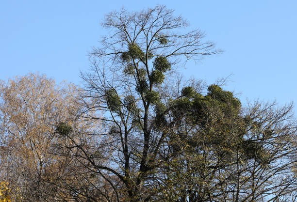 istock Mistletoe balls growing on a tree, symbol of Christmas holidays 2183103626