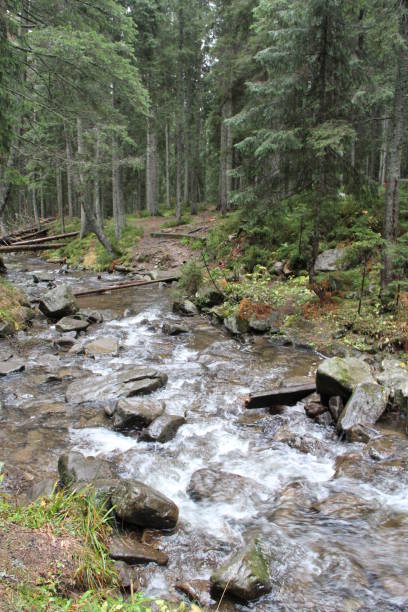 istock Mountainous rapid river. Shallow mountain river with stone rapids. Water landscape 2183104101