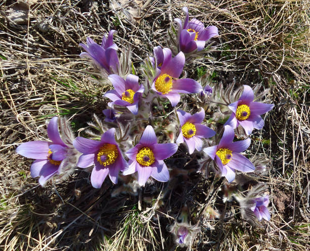 istock Closeup Pasqueflower Pulsatilla patens spring flowers 2183109175