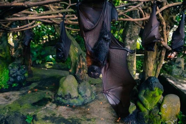 istock Fruit bat on Bali in Indonesia. Male bat 2183109496