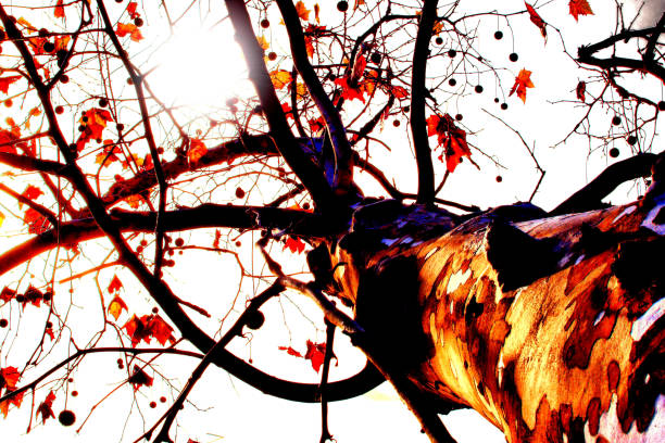 Beginning of autumn. Forest landscape.Ecology.