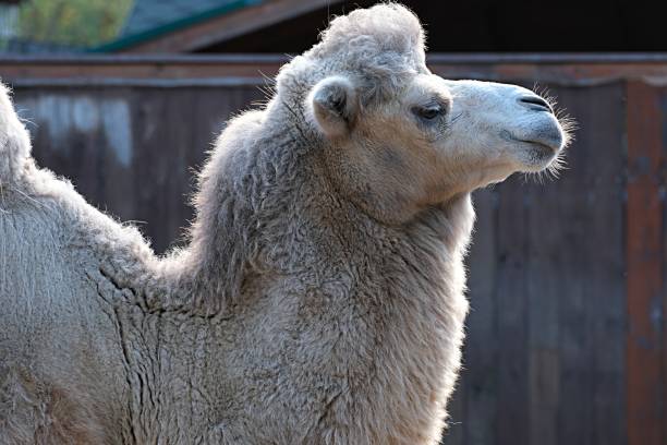 The head of a two-humped camel is chewing grass in close-up.