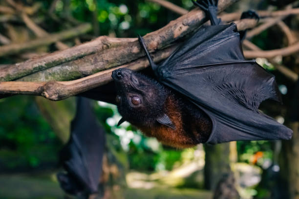 istock Fruit bat on Bali in Indonesia. Male bat 2183111702