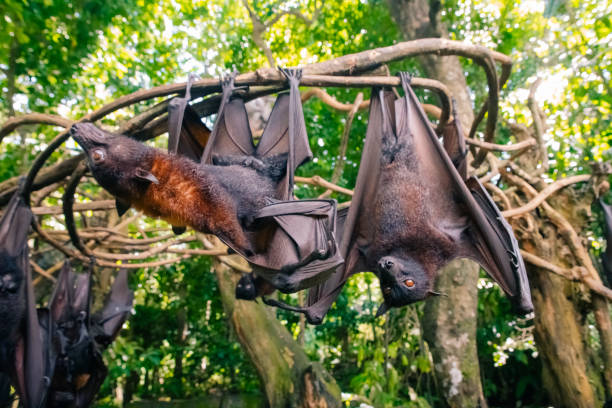 istock Fruit bat on Bali in Indonesia. Male bat 2183112083