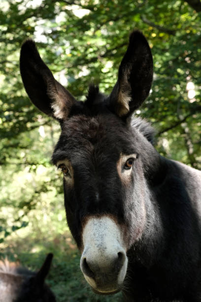 A close-up of a single donkey gazing directly at the camera, while a small herd grazes peacefully in the meadow behind, capturing a charming and engaging moment in nature.