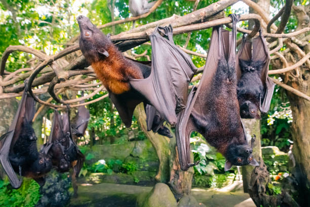 istock Fruit bat on Bali in Indonesia. Male bat 2183112887