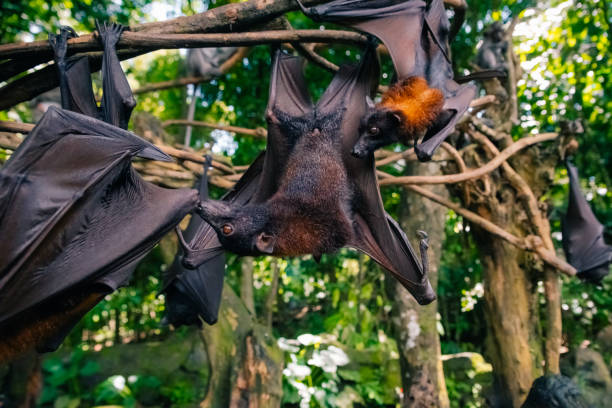 istock Fruit bat on Bali in Indonesia. Male bat 2183113812