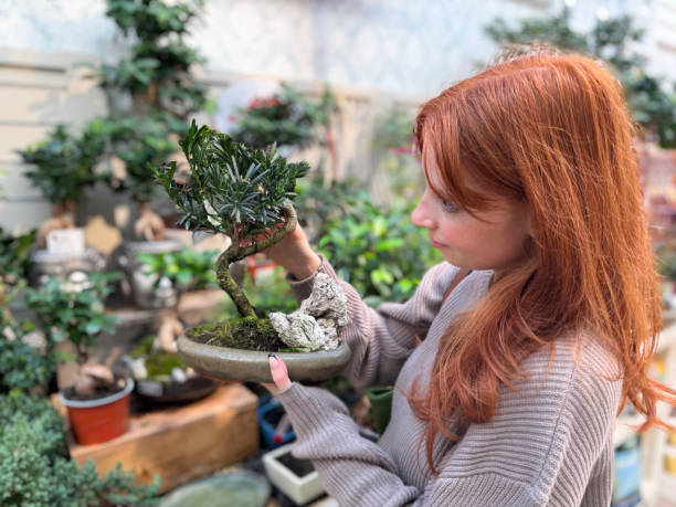 Stock photo showing close-up view of a yew plum pine (Podocarpus macrophyllus) bonsai that is being held in hands of an attractive, red haired woman. This miniature tree is being offered for sale at a plant nursery, garden centre. imagen de una atractiva mujer pelirroja sosteniendo una maceta ovalada que contiene pino ciruelo tejo (podocarpus macrophyllus) con tronco en forma de s en el vivero del centro de jardinería, que muestra el arte de las uñas de la punta francesa negra, á