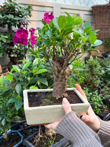 istock Close-up image of unrecognisable woman holding rectangular pot containing fig bonsai tree (Ficus) with thick trunk in garden centre nursery, displaying black French tip nail art, potted trees for sale, bonsai nursery, focus on foreground 2183114501