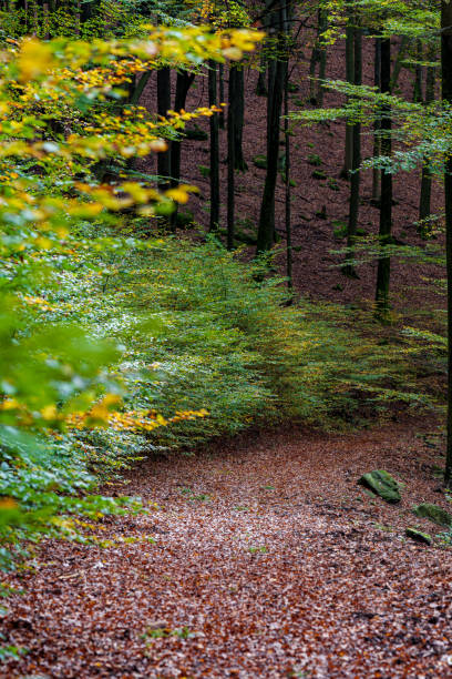 istock A Serene Autumn Forest Pathway Adorned with Beautiful Colorful Leaves Under the Sunlight 2183114729