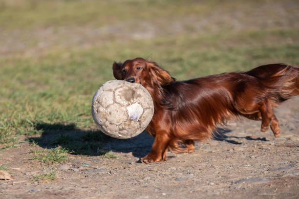 Dachshund dog playing with a ball