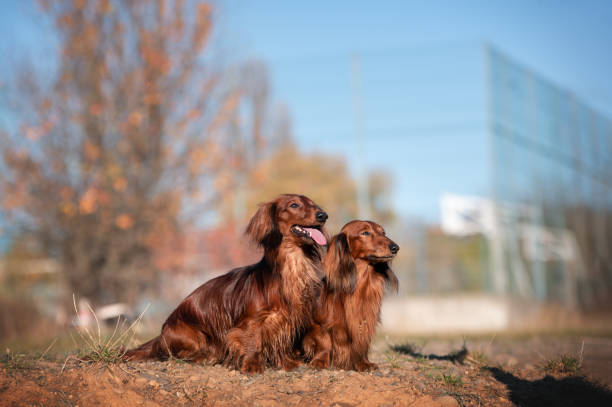 istock Two long-haired dachshunds in the autumn park 2183120776