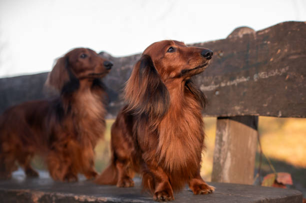 istock two red long haired dachshund dogs sitting together outdoors 2183120821
