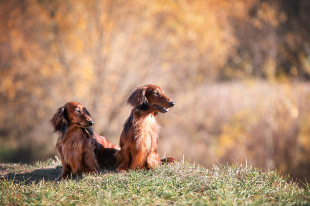 istock Cute red dachshunds in the autumn park. 2183121529