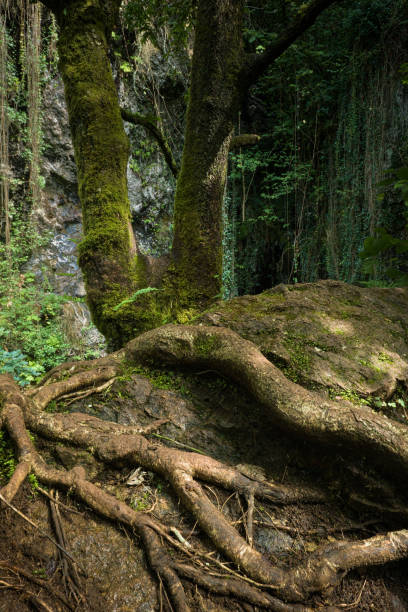 istock A moss-covered tree with thick, twisted roots spreading across a rocky, forest floor. 2183122837