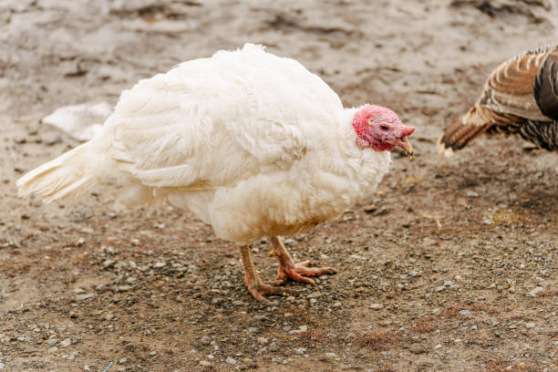 istock Turkey farm, turkey close-up, turkey rearing concept. Selective focus 2183123797