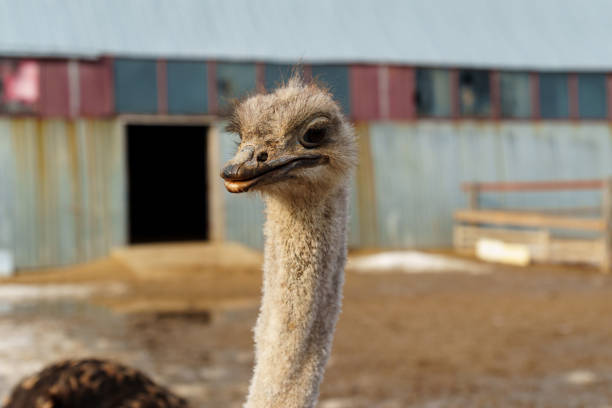 Ostriches with long necks and large eyes are standing peacefully side by side in a pen on farm
