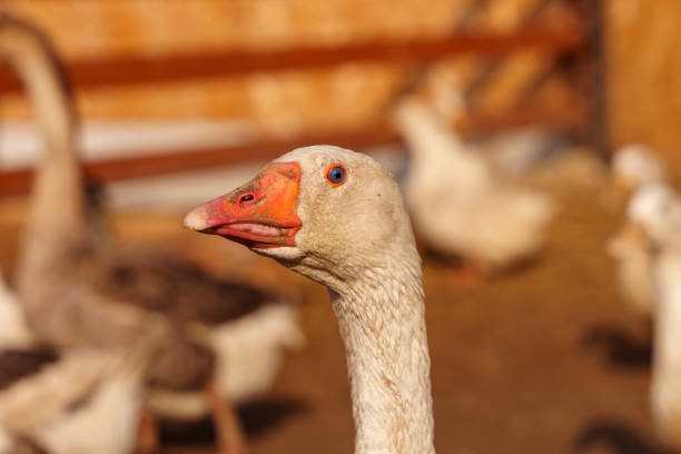 Geese Strutting on a Rustic Farmstead harmonious scene. Selective focus