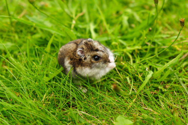 istock A curious small rodent explores fresh green grass on a sunny day in a vibrant meadow setting 2183125218
